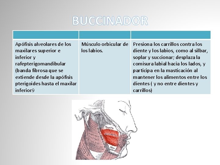 BUCCINADOR Apófisis alveolares de los Músculo orbicular de maxilares superior e los labios. inferior