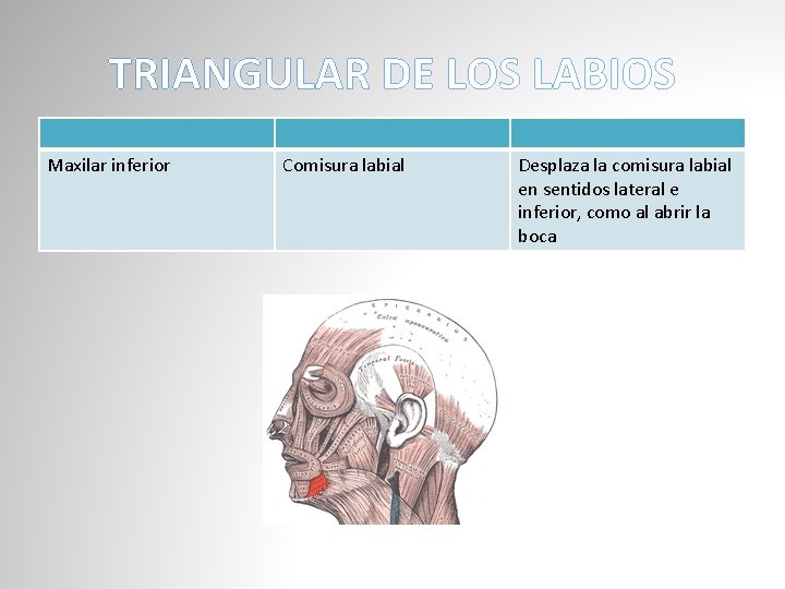 TRIANGULAR DE LOS LABIOS Maxilar inferior Comisura labial Desplaza la comisura labial en sentidos
