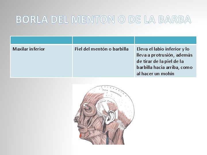 BORLA DEL MENTON O DE LA BARBA Maxilar inferior Piel del mentón o barbilla