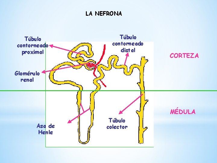 LA NEFRONA Túbulo contorneado proximal Túbulo contorneado distal CORTEZA Glomérulo renal MÉDULA Asa de