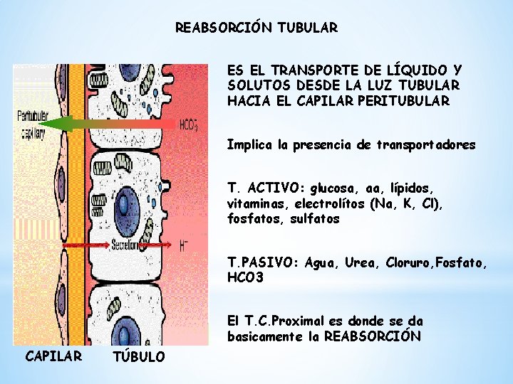 REABSORCIÓN TUBULAR ES EL TRANSPORTE DE LÍQUIDO Y SOLUTOS DESDE LA LUZ TUBULAR HACIA