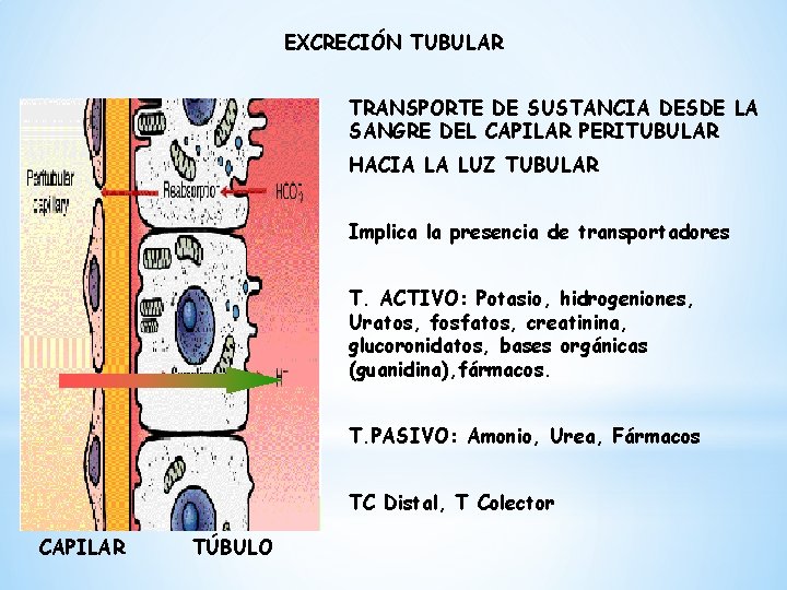 EXCRECIÓN TUBULAR TRANSPORTE DE SUSTANCIA DESDE LA SANGRE DEL CAPILAR PERITUBULAR HACIA LA LUZ