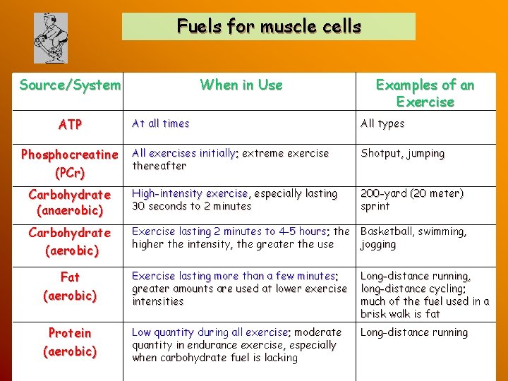 Fuels for muscle cells Source/System ATP When in Use Examples of an Exercise At