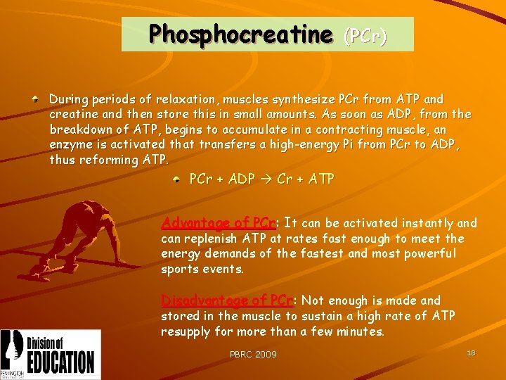 Phosphocreatine (PCr) During periods of relaxation, muscles synthesize PCr from ATP and creatine and