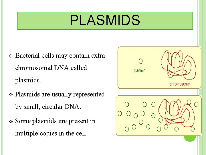 PLASMIDS v Bacterial cells may contain extrachromosomal DNA called plasmids. v Plasmids are usually