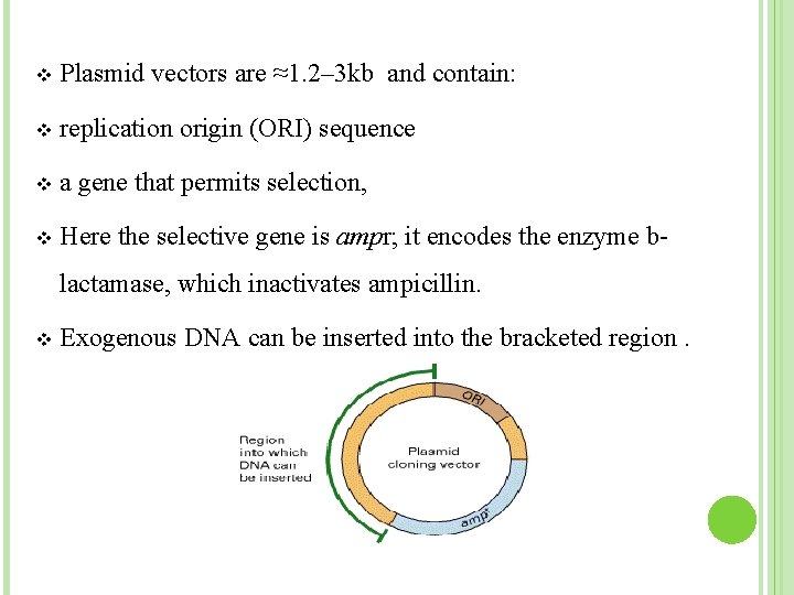 v Plasmid vectors are ≈1. 2– 3 kb and contain: v replication origin (ORI)