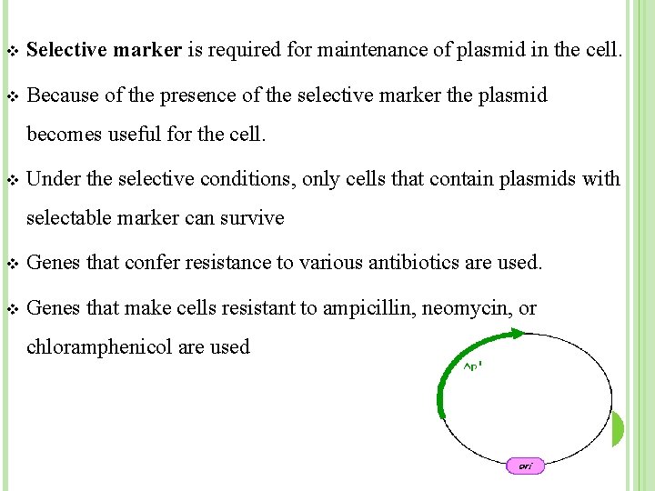 v Selective marker is required for maintenance of plasmid in the cell. v Because