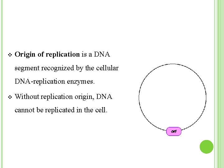 v Origin of replication is a DNA segment recognized by the cellular DNA-replication enzymes.