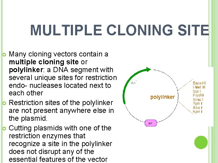 MULTIPLE CLONING SITE Many cloning vectors contain a multiple cloning site or polylinker: a