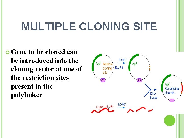 MULTIPLE CLONING SITE Gene to be cloned can be introduced into the cloning vector