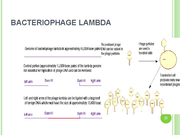 BACTERIOPHAGE LAMBDA 25 