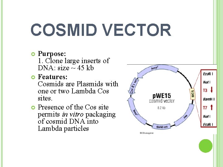 COSMID VECTOR Purpose: 1. Clone large inserts of DNA: size ~ 45 kb Features: