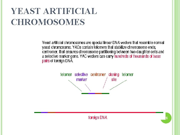 YEAST ARTIFICIAL CHROMOSOMES 28 