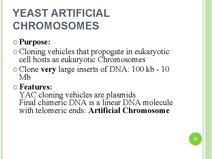 YEAST ARTIFICIAL CHROMOSOMES Purpose: Cloning vehicles that propogate in eukaryotic cell hosts as eukaryotic