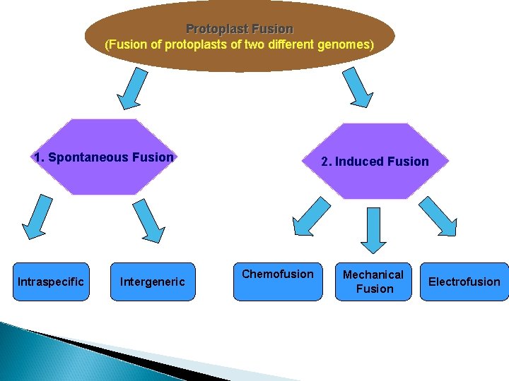Protoplast Fusion (Fusion of protoplasts of two different genomes) 1. Spontaneous Fusion Intraspecific Intergeneric