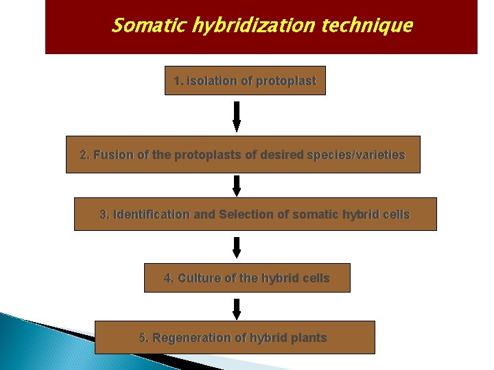 Somatic hybridization technique 1. isolation of protoplast 2. Fusion of the protoplasts of desired