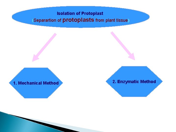 Isolation of Protoplast (Separartion of protoplasts from plant tissue) 1. Mechanical Method 2. Enzymatic