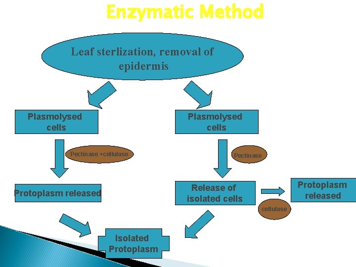 Enzymatic Method Leaf sterlization, removal of epidermis Plasmolysed cells Pectinase +cellulase Pectinase Protoplasm released