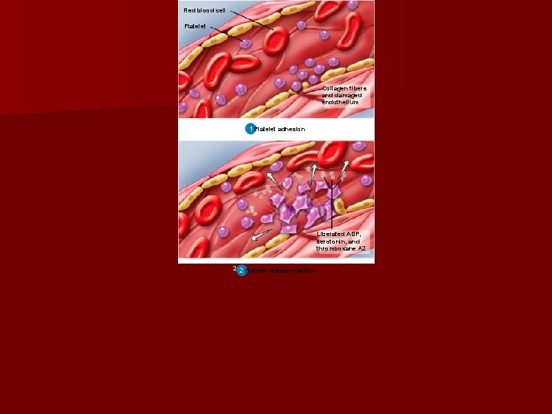 Red blood cell Platelet Collagen fibers and damaged endothelium 1 1 Platelet adhesion Liberated