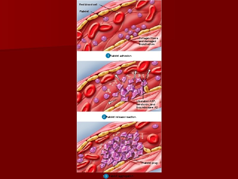 Red blood cell Platelet Collagen fibers and damaged endothelium 1 1 Platelet adhesion Liberated