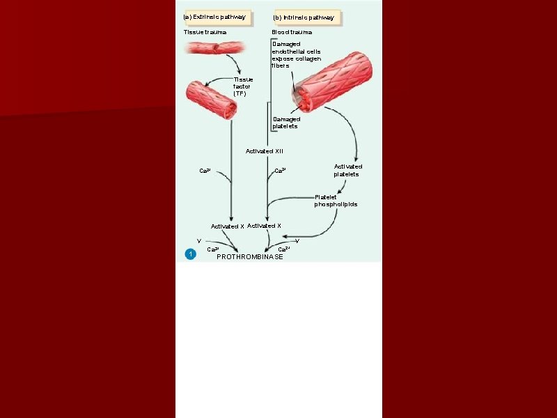 (a) Extrinsic pathway Tissue trauma (b) Intrinsic pathway Blood trauma Damaged endothelial cells expose