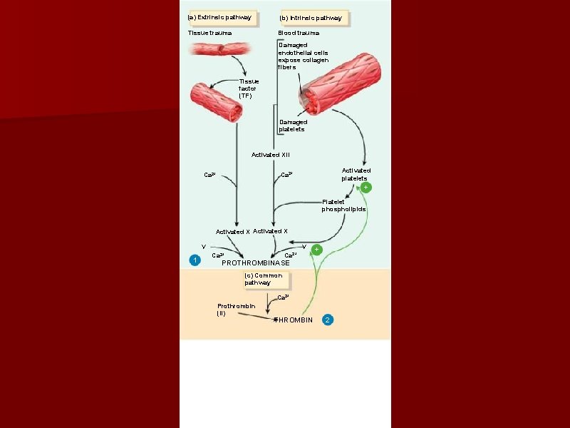 (a) Extrinsic pathway Tissue trauma (b) Intrinsic pathway Blood trauma Damaged endothelial cells expose