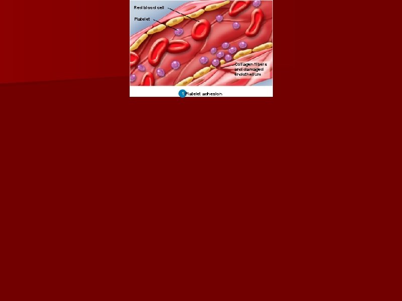 Red blood cell Platelet Collagen fibers and damaged endothelium 1 1 Platelet adhesion 