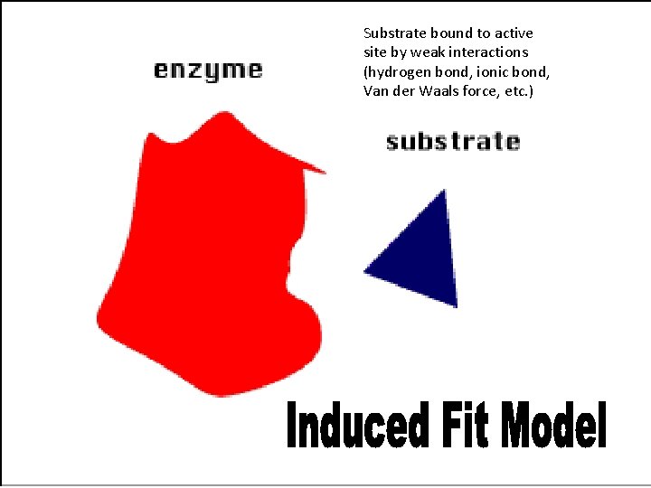 Substrate bound to active site by weak interactions (hydrogen bond, ionic bond, Van der