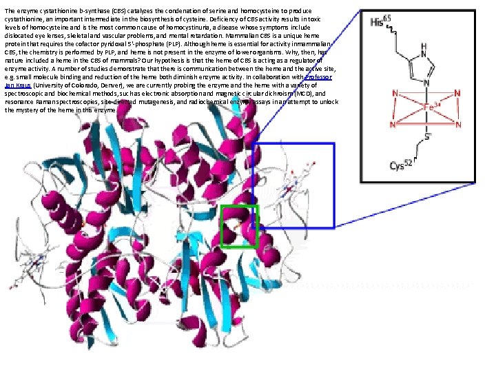 The enzyme cystathionine b-synthase (CBS) catalyzes the condenation of serine and homocysteine to produce