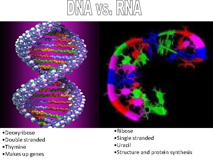  • Deoxyribose • Double stranded • Thymine • Makes up genes • Ribose