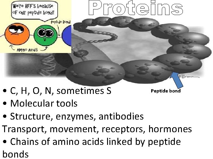 Peptide bond • C, H, O, N, sometimes S • Molecular tools • Structure,