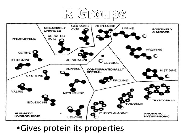  • Gives protein its properties 