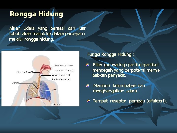 Rongga Hidung Aliran udara yang berasal dari luar tubuh akan masuk ke dalam paru-paru
