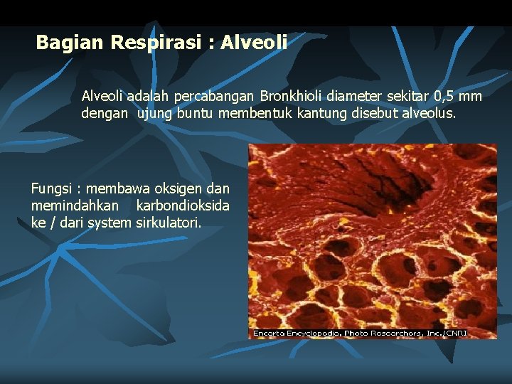 Bagian Respirasi : Alveoli adalah percabangan Bronkhioli diameter sekitar 0, 5 mm dengan ujung