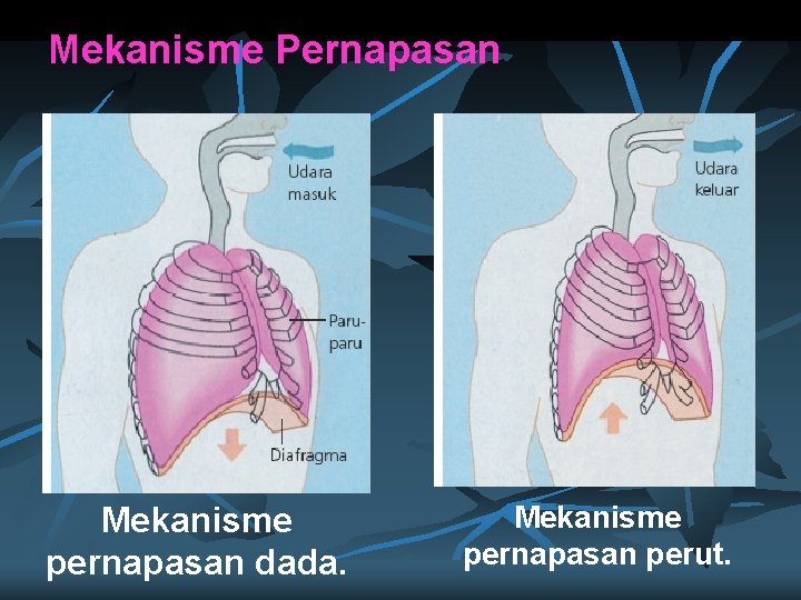 Mekanisme Pernapasan Mekanisme pernapasan dada. Mekanisme pernapasan perut. 