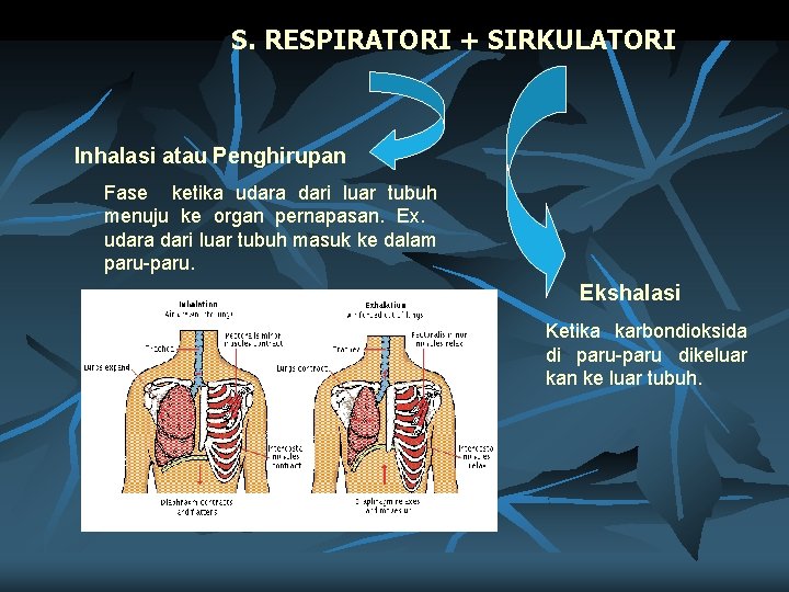 S. RESPIRATORI + SIRKULATORI Inhalasi atau Penghirupan Fase ketika udara dari luar tubuh menuju