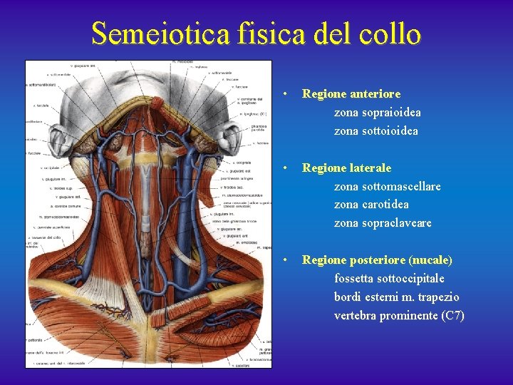 Semeiotica fisica del collo • Regione anteriore zona sopraioidea zona sottoioidea • Regione laterale