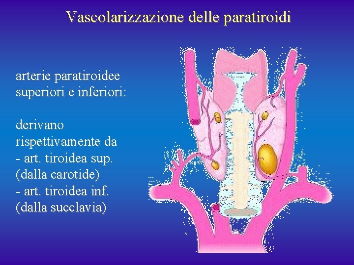 Vascolarizzazione delle paratiroidi arterie paratiroidee superiori e inferiori: derivano rispettivamente da - art. tiroidea