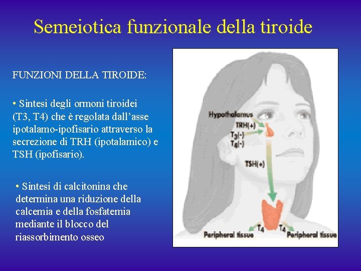 Semeiotica funzionale della tiroide FUNZIONI DELLA TIROIDE: • Sintesi degli ormoni tiroidei (T 3,
