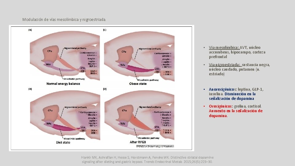 Modulación de vías mesolímbica y nigroestriada. • Vía mesolímbica: AVT, núcleo accumbens, hipocampo, corteza