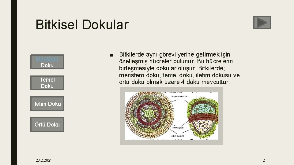 Bitkisel Dokular Meristem Doku Temel Doku ■ Bitkilerde aynı görevi yerine getirmek için özelleşmiş