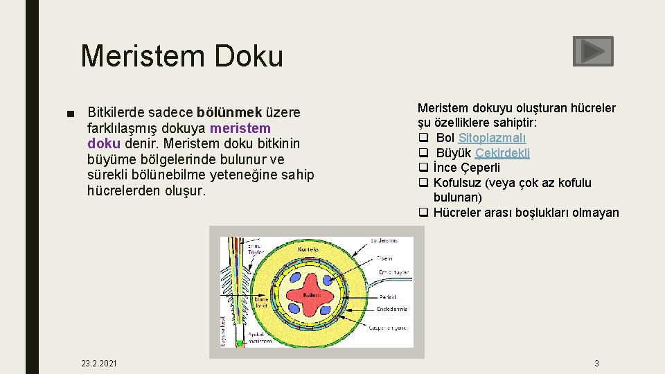 Meristem Doku ■ Bitkilerde sadece bölünmek üzere farklılaşmış dokuya meristem doku denir. Meristem doku
