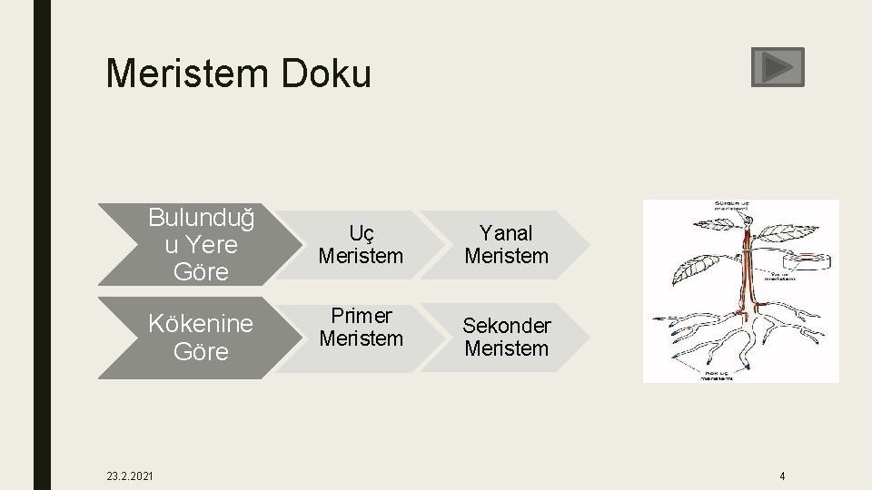 Meristem Doku Bulunduğ u Yere Göre Uç Meristem Yanal Meristem Kökenine Göre Primer Meristem