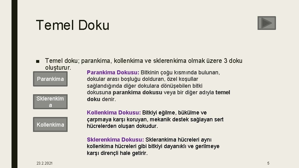 Temel Doku ■ Temel doku; parankima, kollenkima ve sklerenkima olmak üzere 3 doku oluşturur.