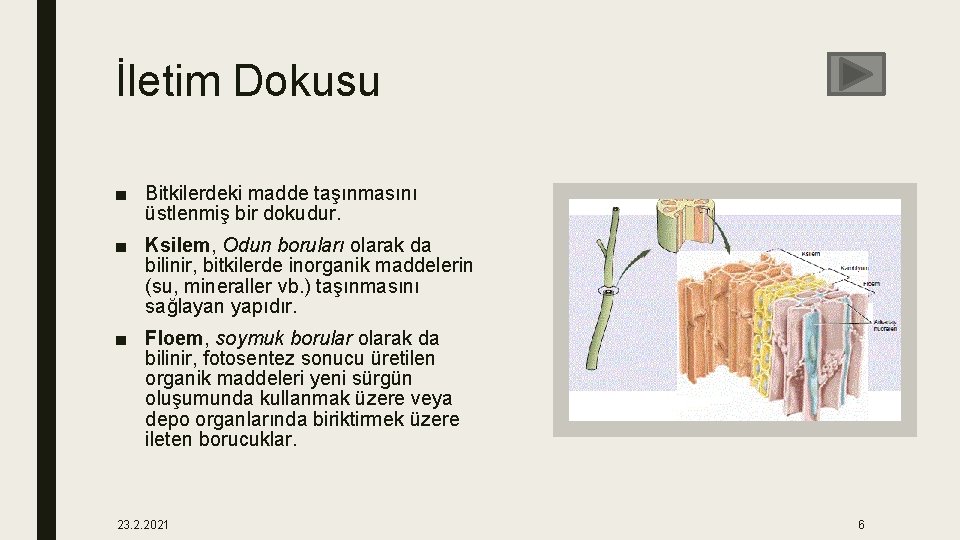 İletim Dokusu ■ Bitkilerdeki madde taşınmasını üstlenmiş bir dokudur. ■ Ksilem, Odun boruları olarak
