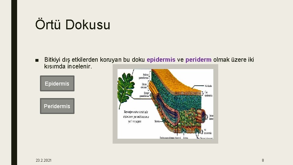 Örtü Dokusu ■ Bitkiyi dış etkilerden koruyan bu doku epidermis ve periderm olmak üzere
