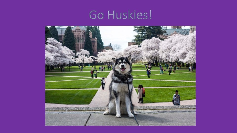 Go Huskies! 