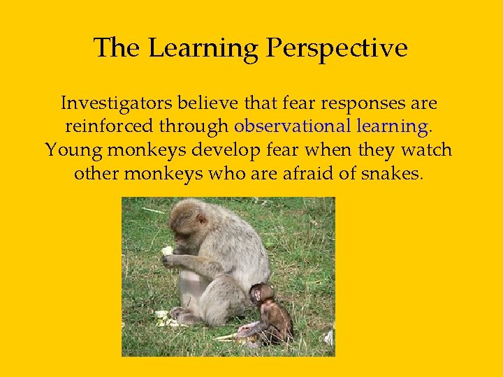 The Learning Perspective Investigators believe that fear responses are reinforced through observational learning. Young