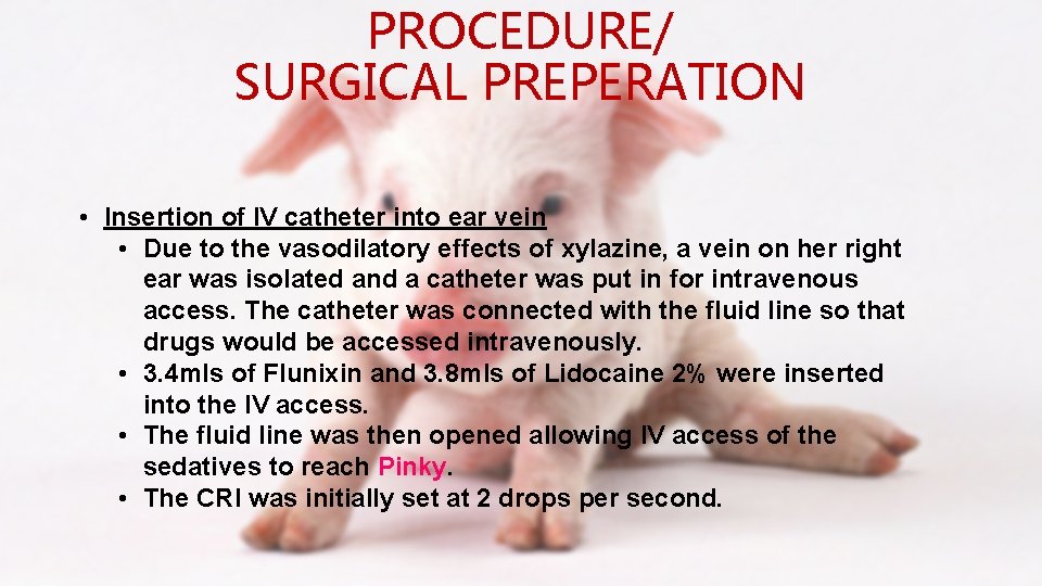 PROCEDURE/ SURGICAL PREPERATION • Insertion of IV catheter into ear vein • Due to
