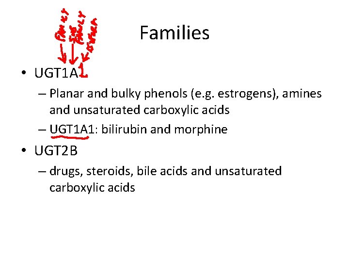 Families • UGT 1 A – Planar and bulky phenols (e. g. estrogens), amines